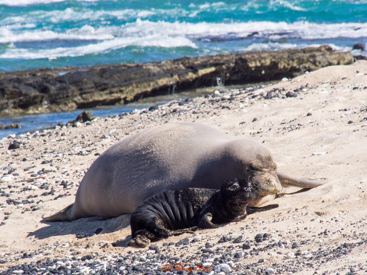 If you see a #HawaiianMonkSeal, it's important to give this #EndangeredSpecies plenty of space ↔️ During the nursing period these seals are especially sensitive. For their safety - and your own - read our #WildlifeViewing tips 👉 bit.ly/3IRxIUI.