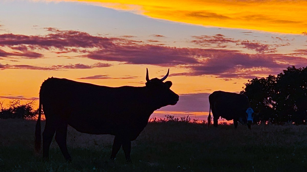 Quister541's tweet photo. Texas cattle enjoying the south Texas sunset 
#southtexas https://t.co/WdCHIxs0p3