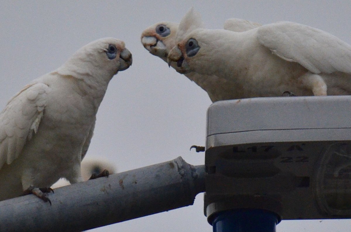 #FirstSeenandHeard Little Corella's for both 
Haven't seen them for a while