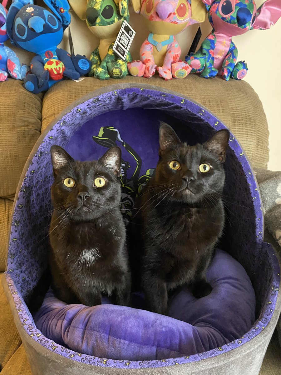 Mickey and Milo in their Haunted Mansion Doom Buggy. My little Ghost Hosts! #DisneyWorld #Disneyland #CatsOfTwitter #HousePanthers #CatsAreFamily