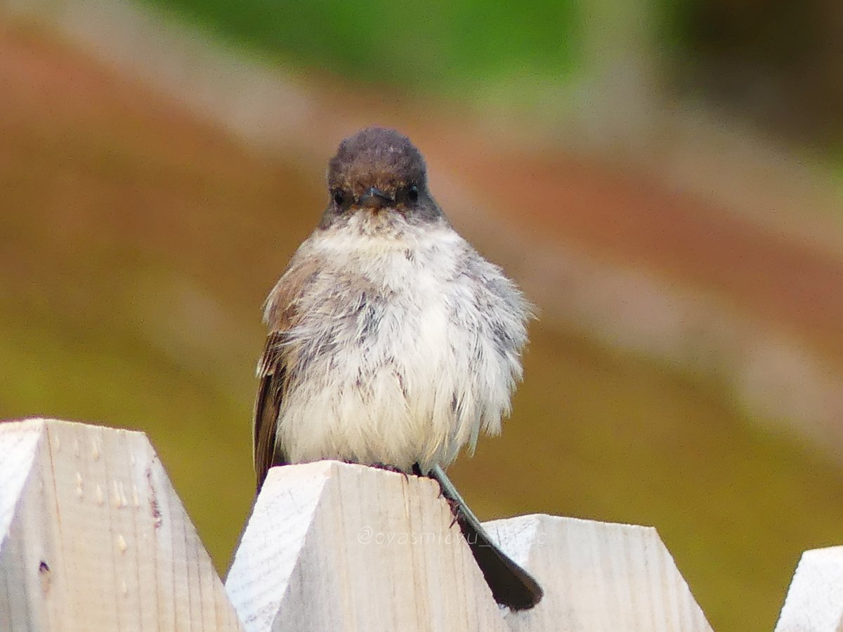 不審者が気になるのが
めっちゃ見られた

#easternphoebe #birds #ツキヒメハエトリ #野鳥写真