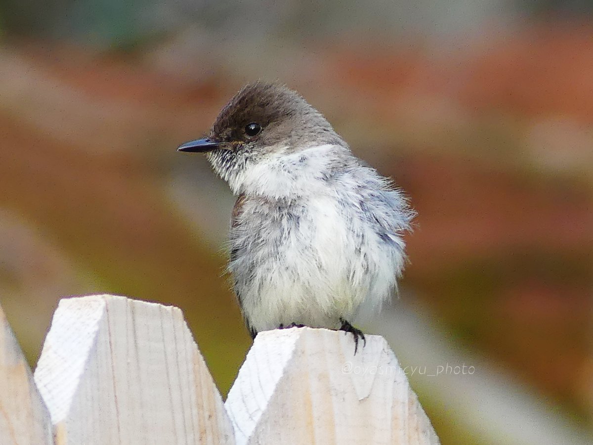 もふもふ具合とちいさなあんよがかわいい

#easternphoebe #birds #ツキヒメハエトリ #野鳥写真