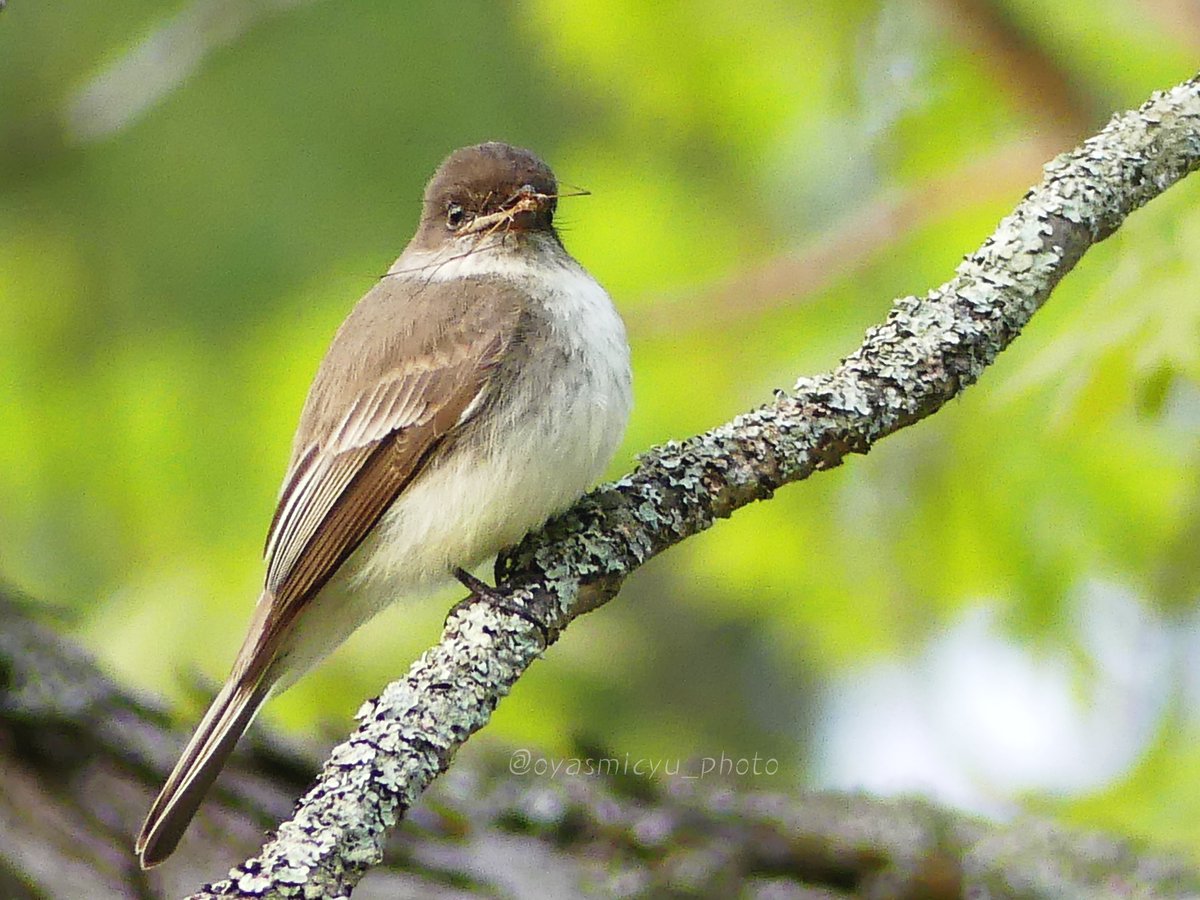 ドヤり✨

#easternphoebe #birds #ツキヒメハエトリ #野鳥写真