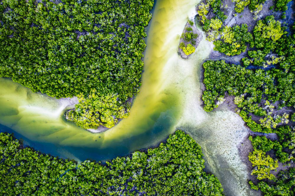 Read why CEFC Head of Natural Capital Heechung Sung says climate change and biodiversity are long-term issues that require a real step-change in the way we assess the risks that face the finance industry in this KangaNews report on biodiversity. kanganews.com/news/17217-tim…