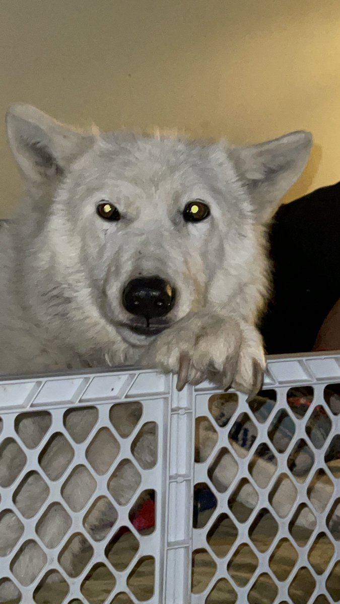 When she guards the puppies, she doesn't mess around. #WolfMama