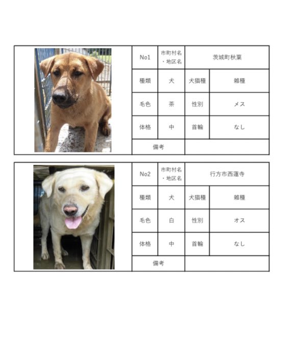 茨城県動物指導センターで保護している、迷子の犬猫の公表情報です。🐕🐈
お心当たりの飼い主様は動物指導センターにお電話ください‼️
動物指導センター
☎︎0296-72-1200(受付時間：平日8:30〜17:15)

6月5日(月) 公表情報