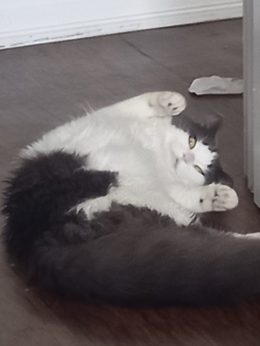 Soycrates 🌱 on Twitter "The majority of my pictures of Simon are him