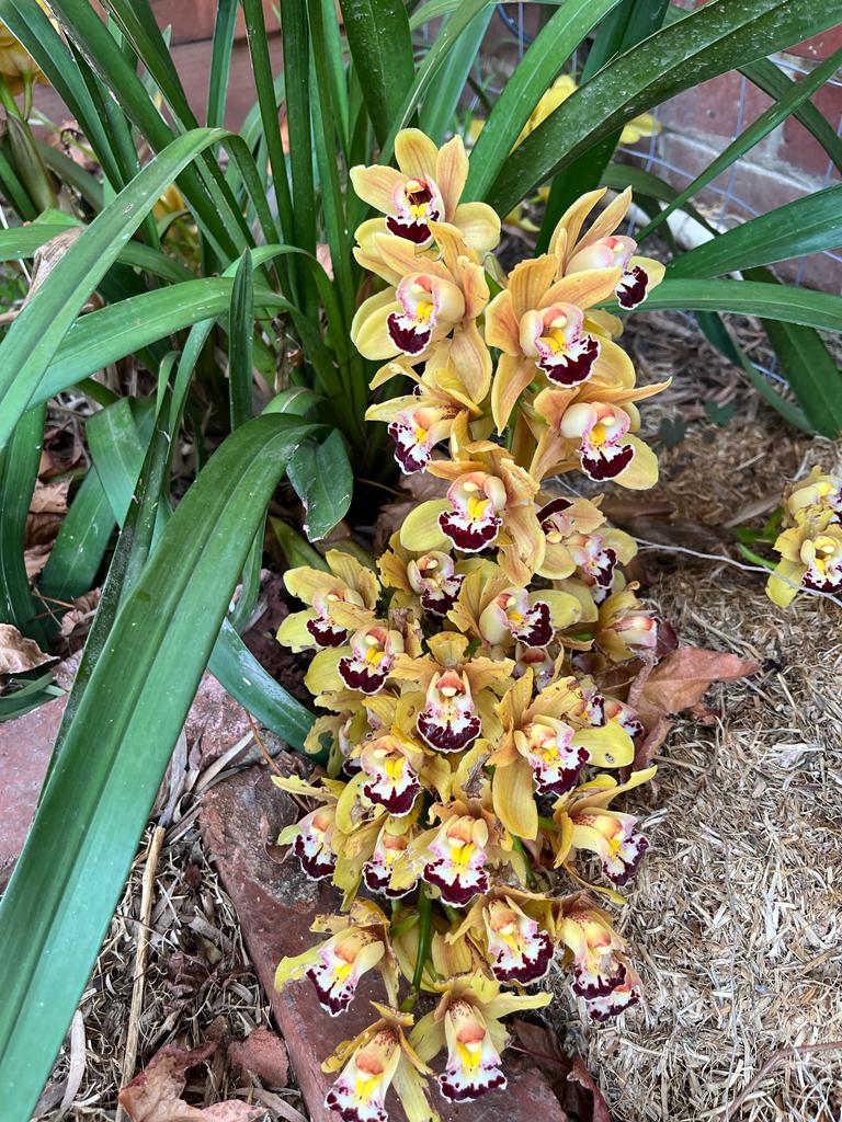 Winter in the garden can be a bit sad, dormant, asleep, and then there is this. Lovely orchids. I bought this potplant on Gumtree. It was terribly pot-bound, I was fearful it may not survive the transplanting, but it has rewarded me. This is the equivalent of saying thank you.