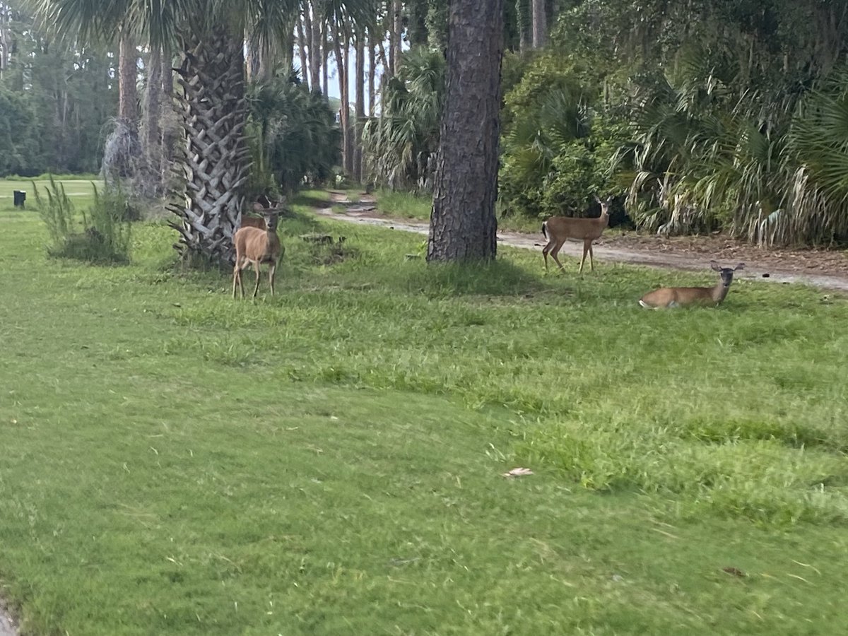 SYS329's tweet photo. Golfing with the deer!! https://t.co/Gd8azlJmPC