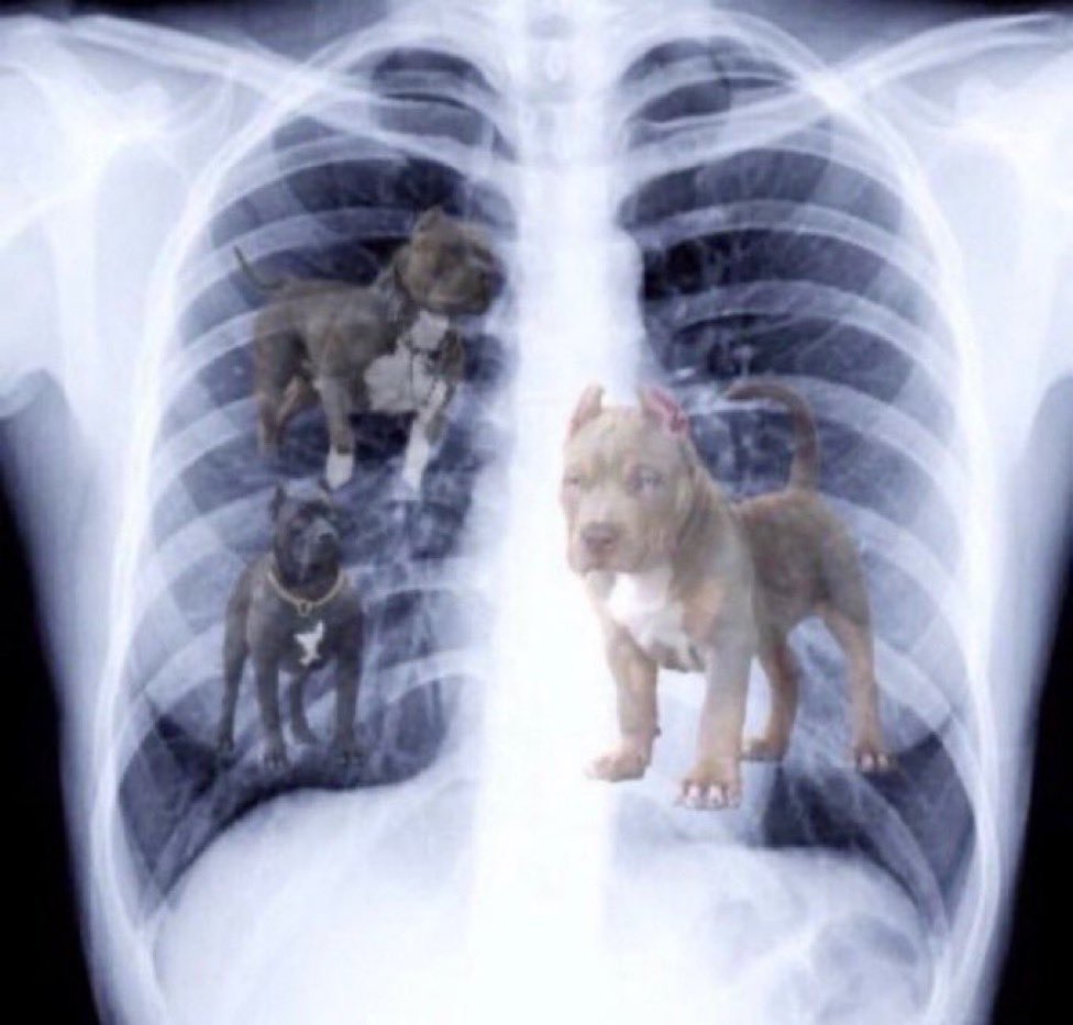 Marchy's x-ray 😳