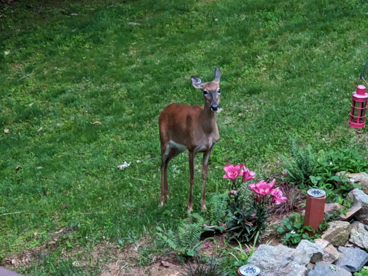 Hello, deer! #Virginia #backyardwildlife