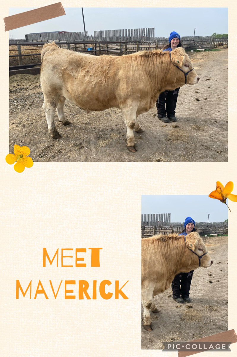 Prairiecowgirl_mb tweet media