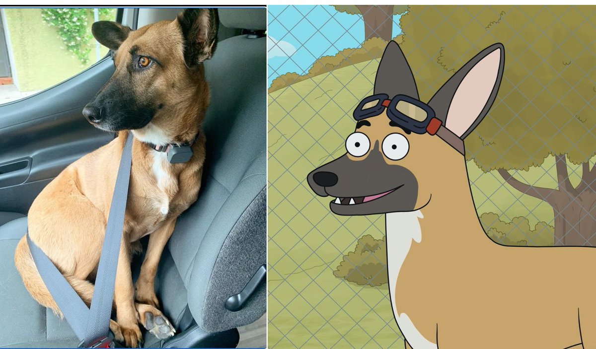 Meet Wendy. She's one of the rare things that has not been up Steve-O's butt. She's also the model for Banshee, our daredevil dog, in the new episode of HouseBroken. Thank you @Steveo for your hilarious performance, you are awesome.
Everyone else, please watch HouseBroken on Hulu