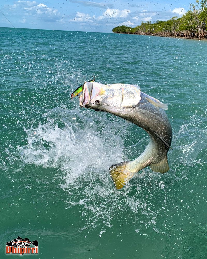 dhipirri's tweet photo. This #DhipirriBarra knows where the 📸 is…

| #Dhipirri #NTaustralia #SeeAustralia #Travel #Adventure #Fishing https://t.co/5r7EtdZdm7