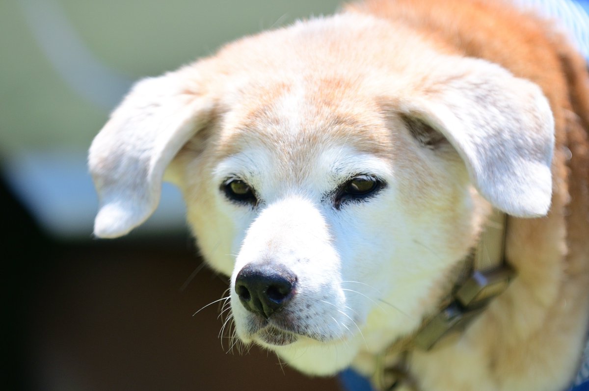 yamautikobo's tweet image. 先日の、「JP定例会」に参加された皆様 お疲れさまでした。 その際に撮影しました画像の方を、ギガファイル便にアップしましたのでご覧ください。
 アドレスは、xgf.nu/wLVVb です。 

 パスワードは、開催日になります。 
わからない方は、ご連絡ください。

 #山内工房 #PUT #PUT定例会