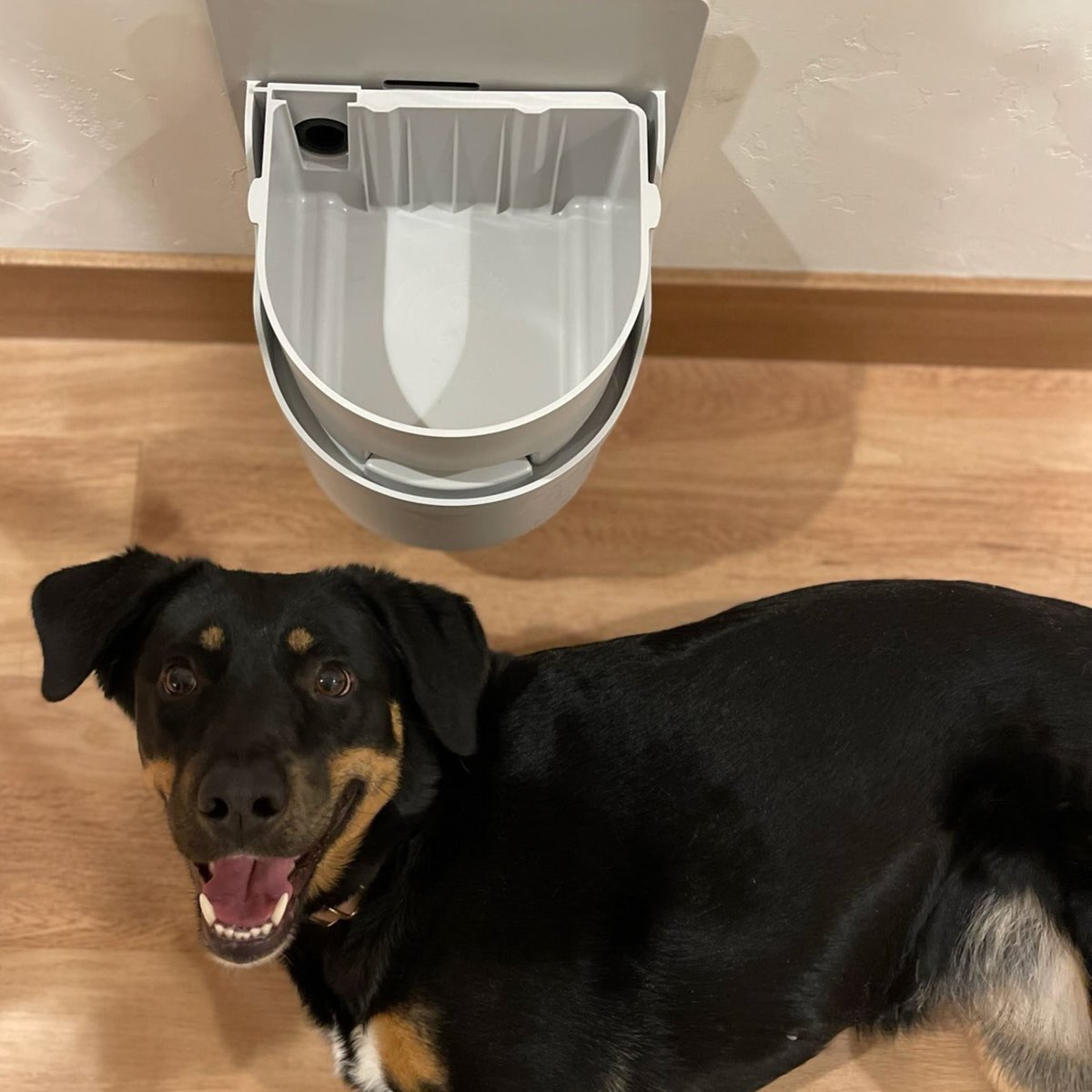 Everyone deserves fresh water, pets included.
#waterbowl #petcare #pethealth #petlovers #petsofinstagram #petfriendly #petlife #petaccessories #petfancy #petsupplies #petproducts #dog #dogs #doglover #doglife #doglove #dogmom #dogdad #dogtoy #doghealth #amazonfinds #inventions