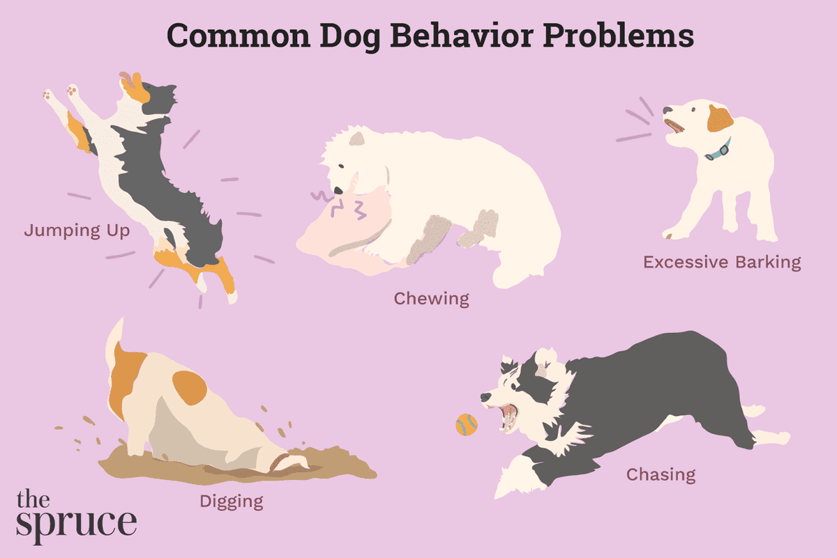 asapshb's tweet photo. How do you know if your dog is in a negative mental state? Take a look at the following infographic by the Spruce to find out. 

A negative mental state can stem from neglect and an unhealthy lifestyle. ACT NOW.

#39canimals

https://t.co/xuiODCnB5A https://t.co/0QE4J7tYx4