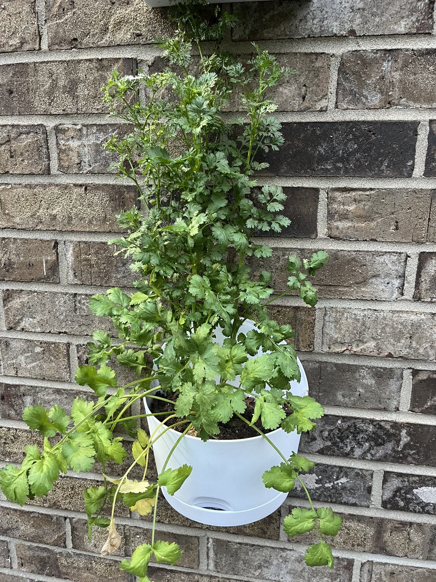 Fresh Cilantro. What does everyone use it for???