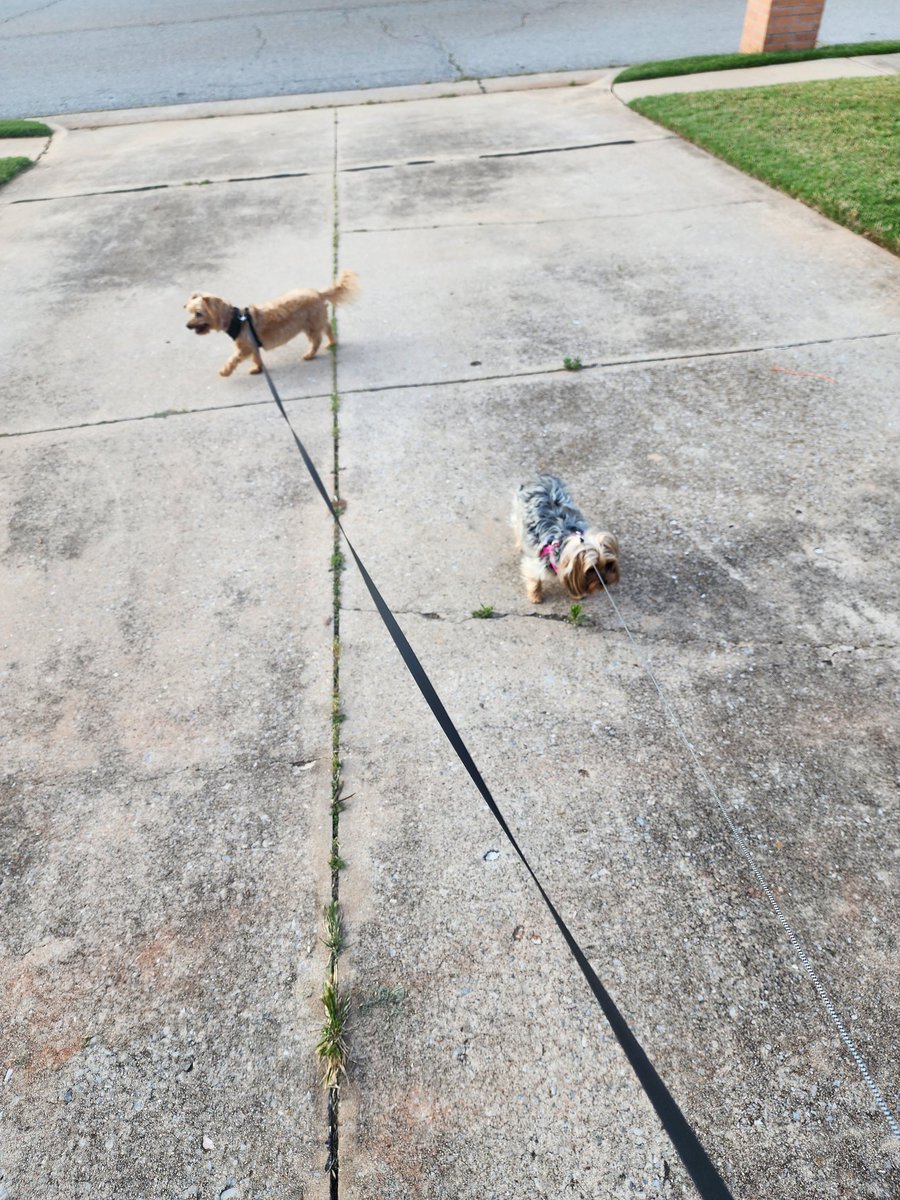 rockchalk06's tweet image. This is quickly becoming my favorite part of the day next to that first sip of coffee #muttsoftwitter #yorkiesoftwitter
