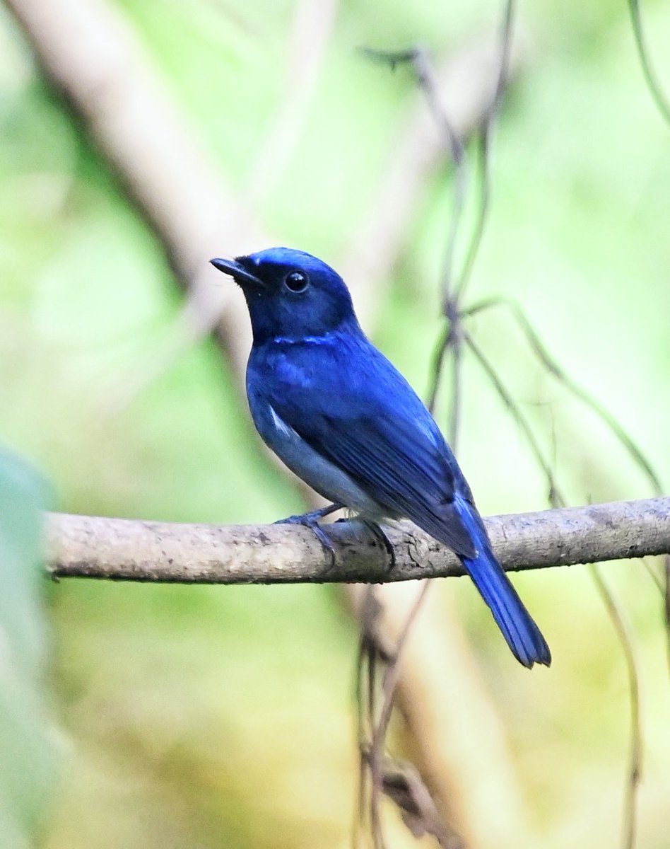 #1168 Small Niltava 

#VIBGYORinNature

A very bright and deep blue. 

#dailypic #IndiAves #TwitterNatureCommunity #birdwatching #BirdsSeenIn2023 #ThePhotoHour #BBCWildlifePOTD #natgeoindia