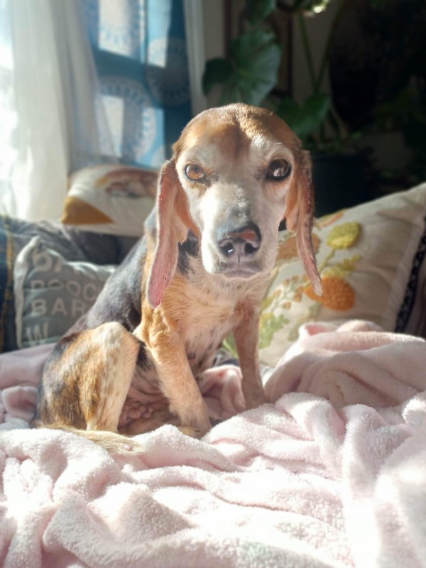 TriBeagles's tweet photo. Adoptable SENIOR #beagle of the day CHARLOTTE https://t.co/oX2NorSFmY https://t.co/qaQDqSr6K1