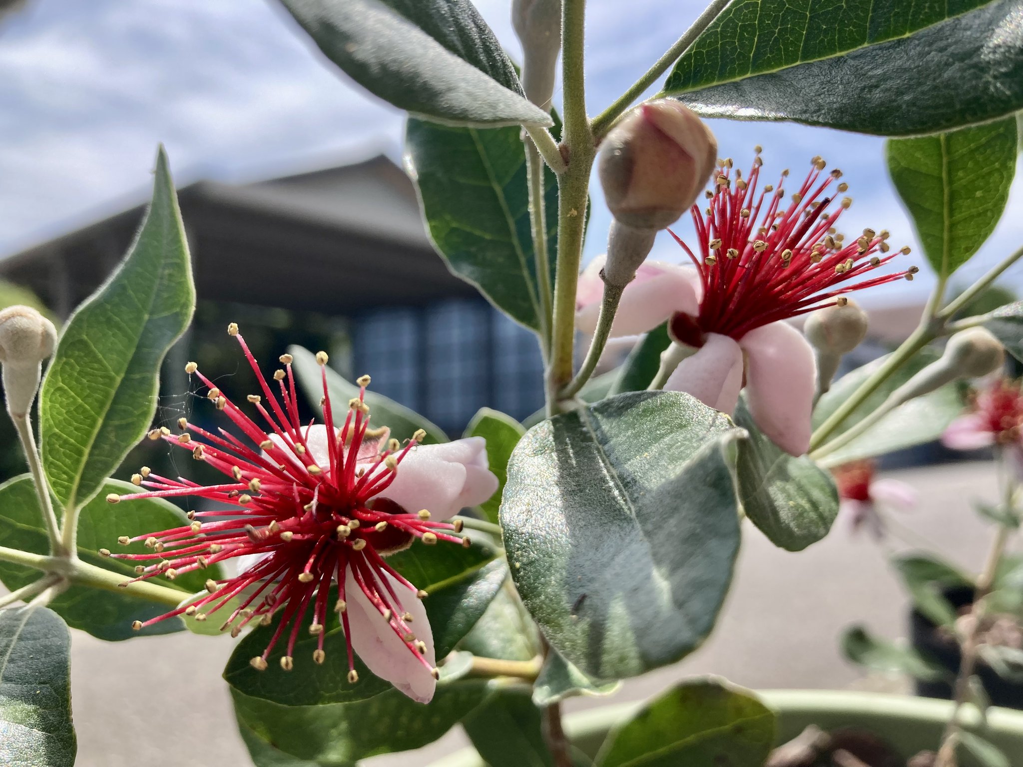 John Munjak on Twitter "Stop, Smell & Eat the Feijoa Flowers (フェイジョアの花