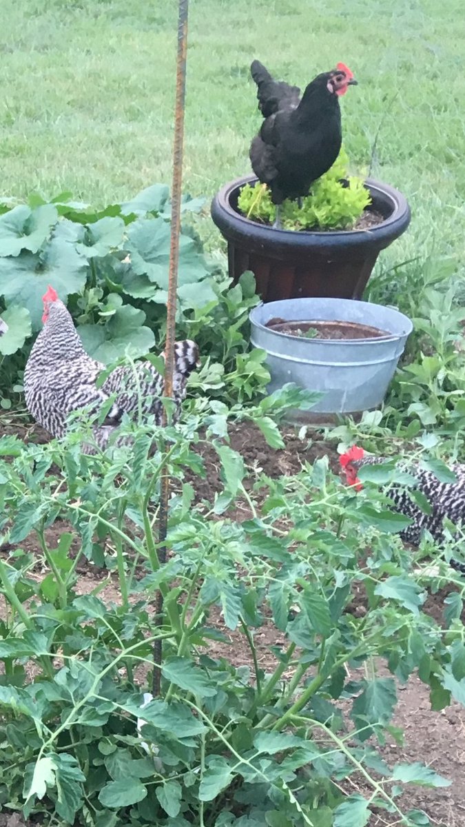 Get your feet out of my celery! 🙄