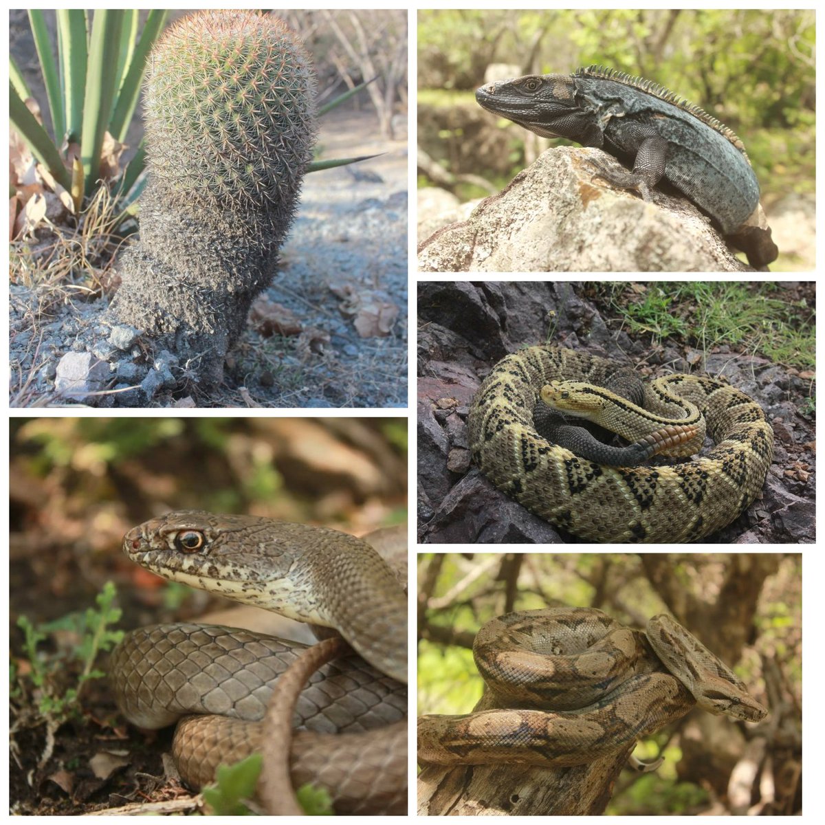 BIC_UAEM's tweet photo. En el #DiaMundialDelMedioAmbiente  te invitamos a seguir nuestras publicaciones para que conozcas la #ReservadelaBiosfera Sierra de Huatla. Una maravilla natural de #Morelos y de #Mexico. 
https://t.co/2nWMaHYKSI https://t.co/RPbAjRRSJs

@CONANP_mx @eUAEM @SEMARNAT_mx @CONABIO https://t.co/cvckW7IFq0