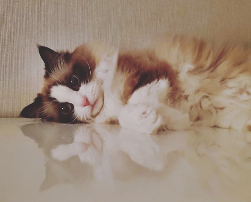 nakano5255's tweet photo. ※同じ猫ちゃん https://t.co/mrrYlCwgPS