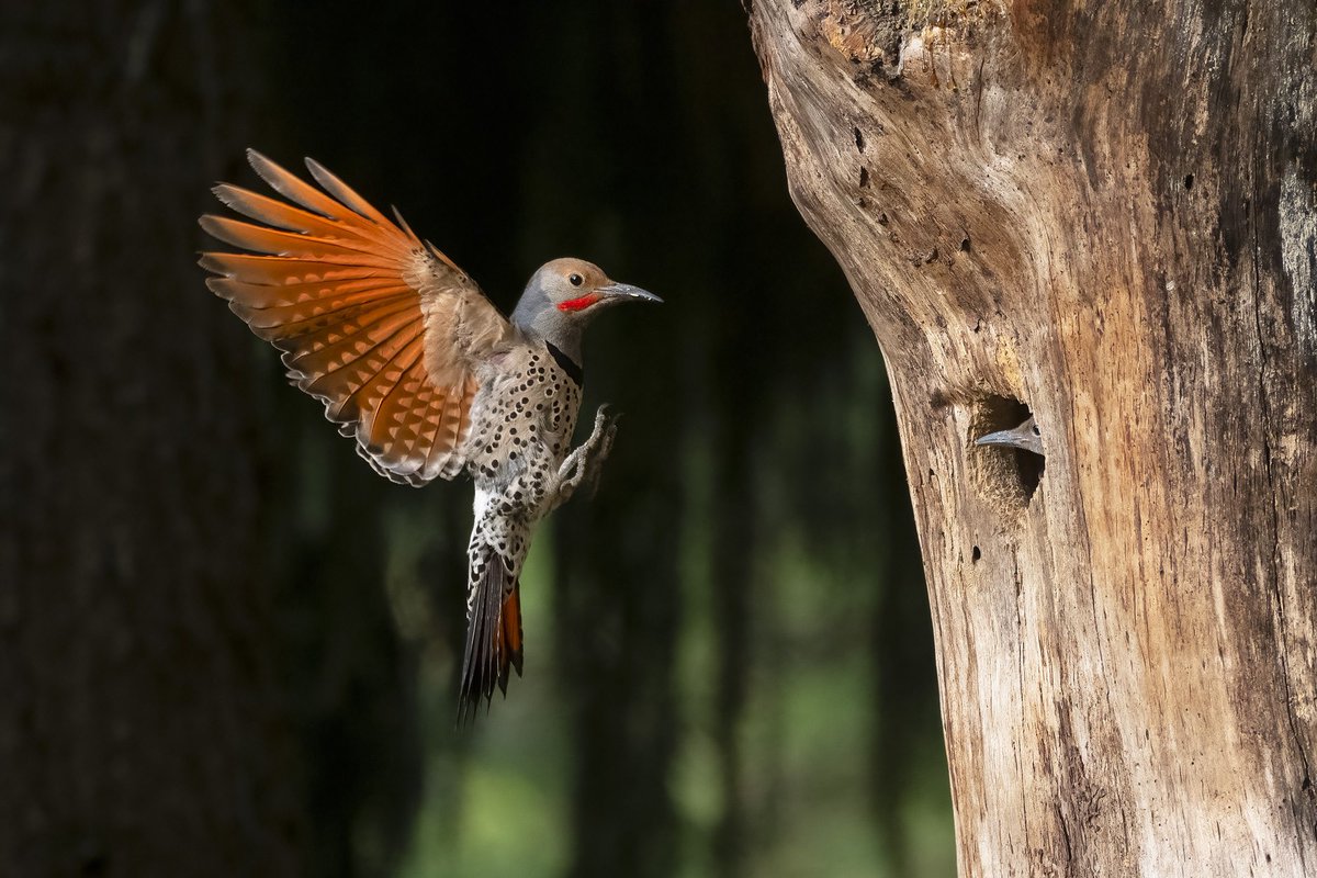 Featuring the work of four contemporary wildlife photographers, this exhibition highlights the beauty and wonder of bird species in the Pacific Northwest through 22 vibrant full-color images. On view through November 26.

ohs.org/museum/exhibit…