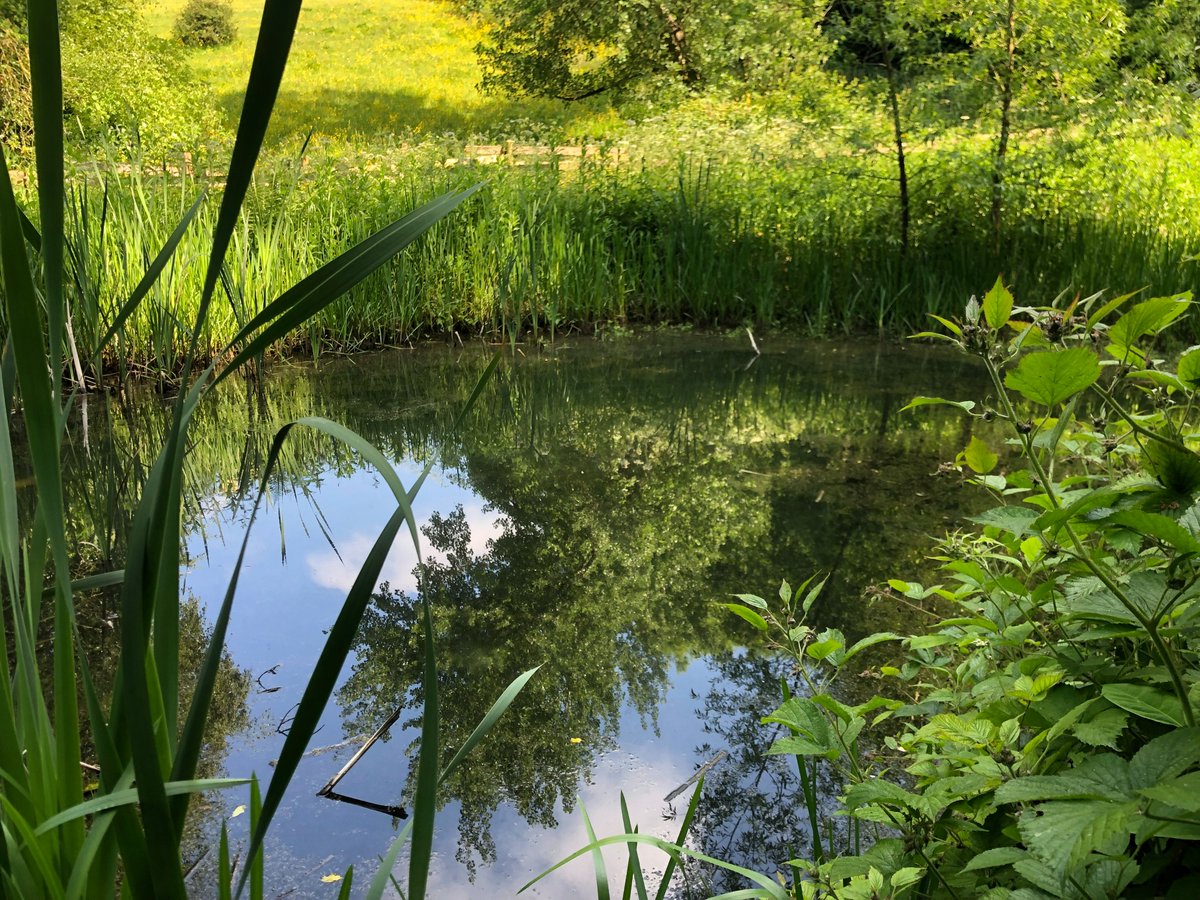 Still in the Midlands (Telford) and even more lovely ponds sampled in the glorious sunshine for our @Freshwaterhabs #PondNet #greatcrestednewt monitoring survey, using #eDNA