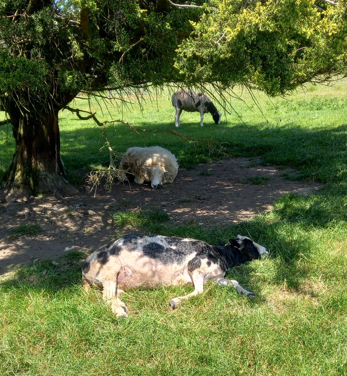 Phew! Mali flat out in the heat ☀️

#animalsanctuary #sheep365 #jacobsheep #hottingup #summersun #nonprofit #Amazonwishlist #AnimalLovers  #sheeple #foreverhome 

woollypatchworkshe.wixsite.com/website 
gofund.me/a08b20b5