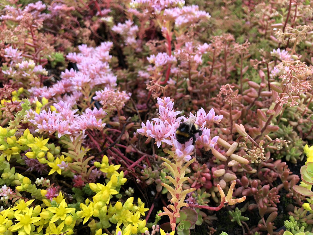 wallbarn's tweet photo. We love our #beebusstops. They're popping up all over the country!

#WGRD2023 #buzzstops #greenroofs #greenroo #roofgarden https://t.co/H4FVIsqaqN