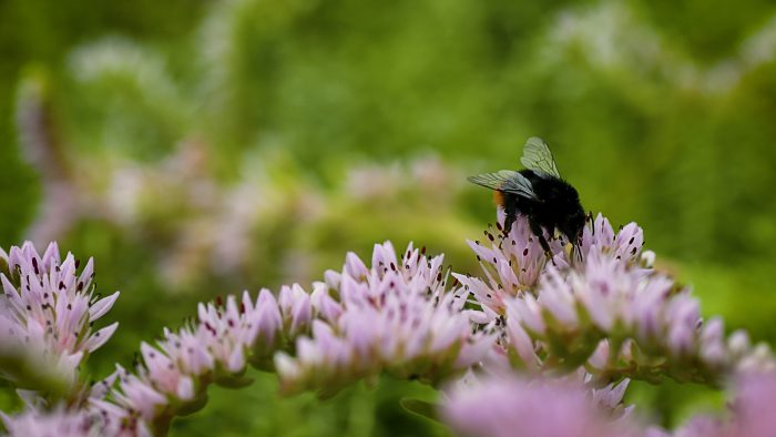 wallbarn's tweet photo. We love our #beebusstops. They're popping up all over the country!

#WGRD2023 #buzzstops #greenroofs #greenroo #roofgarden https://t.co/H4FVIsqaqN