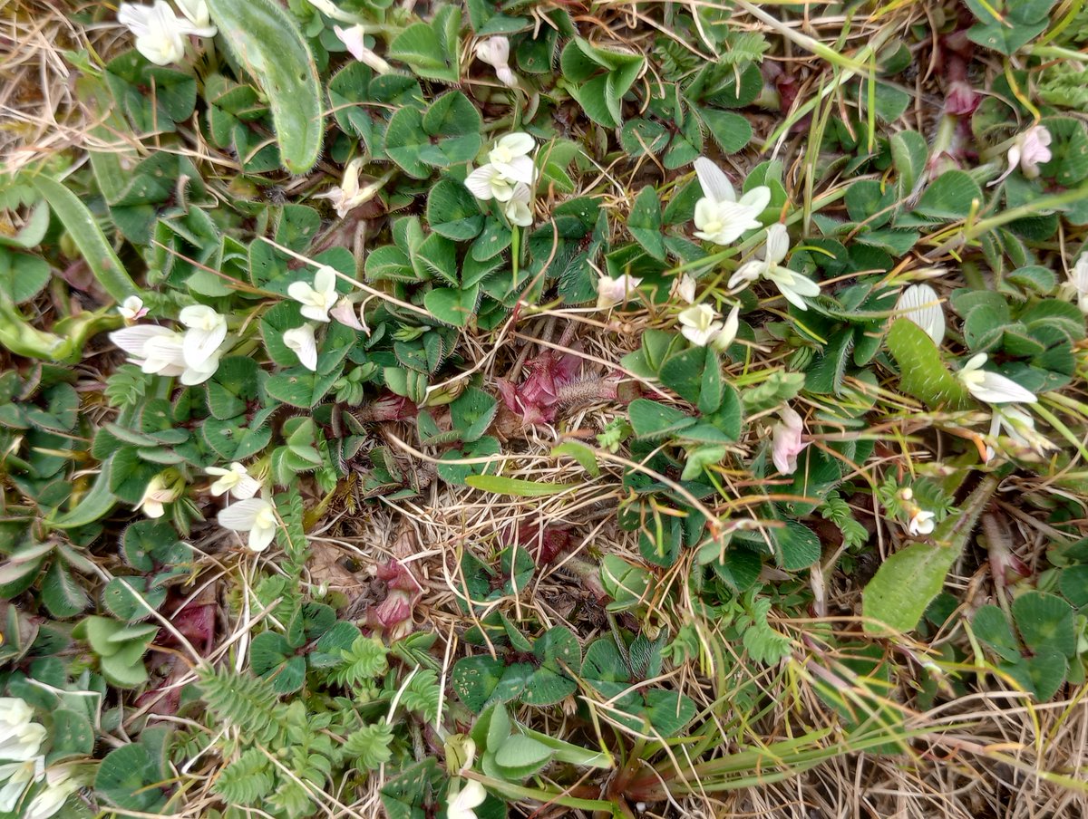 PurbeckWild's tweet photo. Don't sweat the small stuff.
Field Madder, Subterranean Clover, Dove's-foot Crane's-bill and Common Cornsalad.
#wildflowerhour #tinyplants #Springwatch #wildflowers #TwitterNatureCommunity #smallstuff https://t.co/b6xsBFa2H6