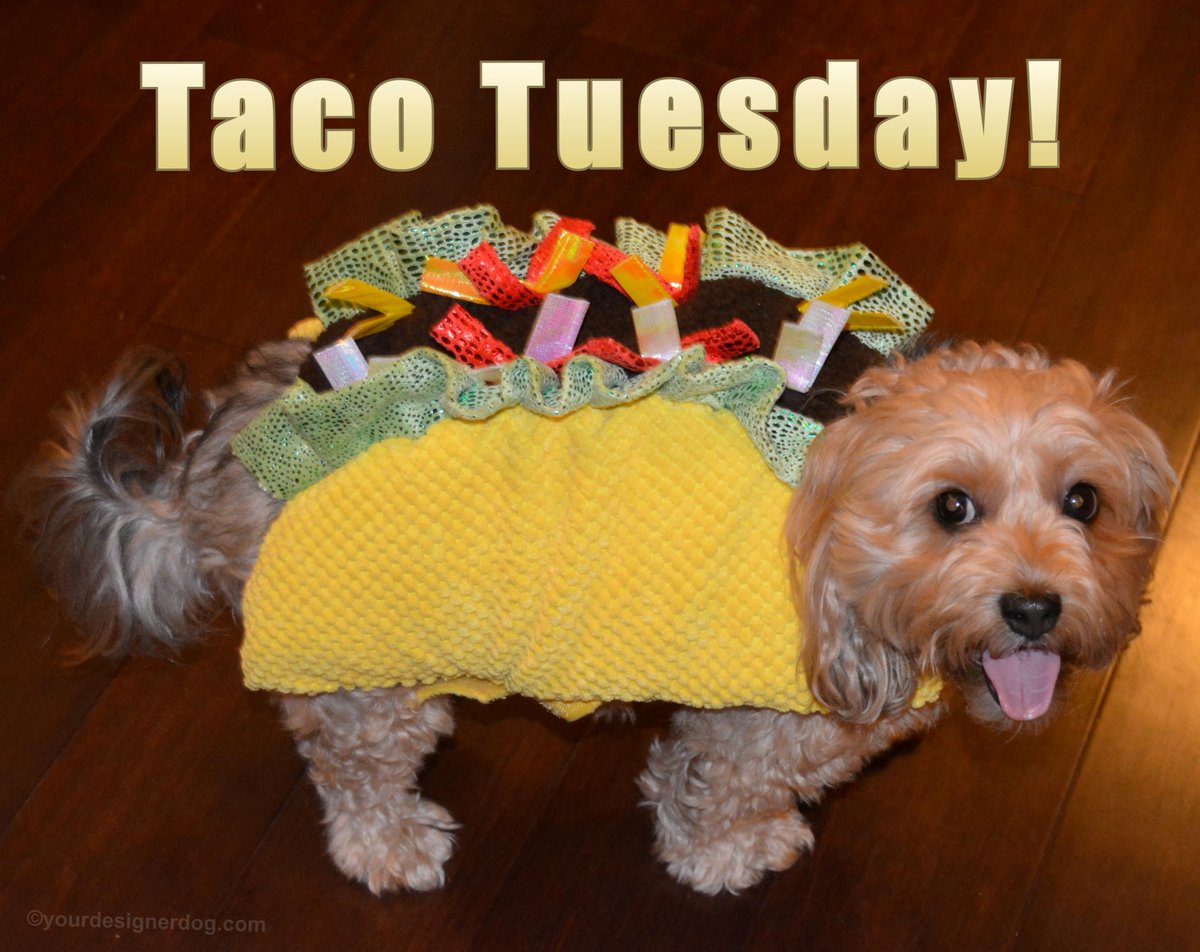 Taco Tuesday is.gd/PDYaxT #blog #cute #designerdogs #dogcostume #dogsmiling #dogs #pets #photography