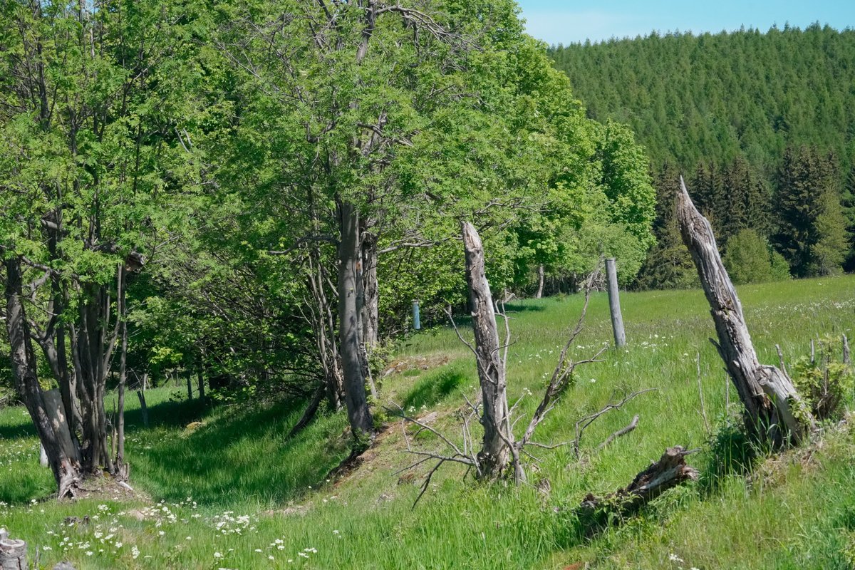 Vor langen Zeiten führte hier ein Fahrweg von Sachsen nach Böhmen. Sächsisches Osterzgebirge.