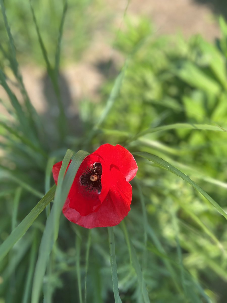SpurzForEver's tweet image. #Normandy 
#letsnotforget 
06|06|1944