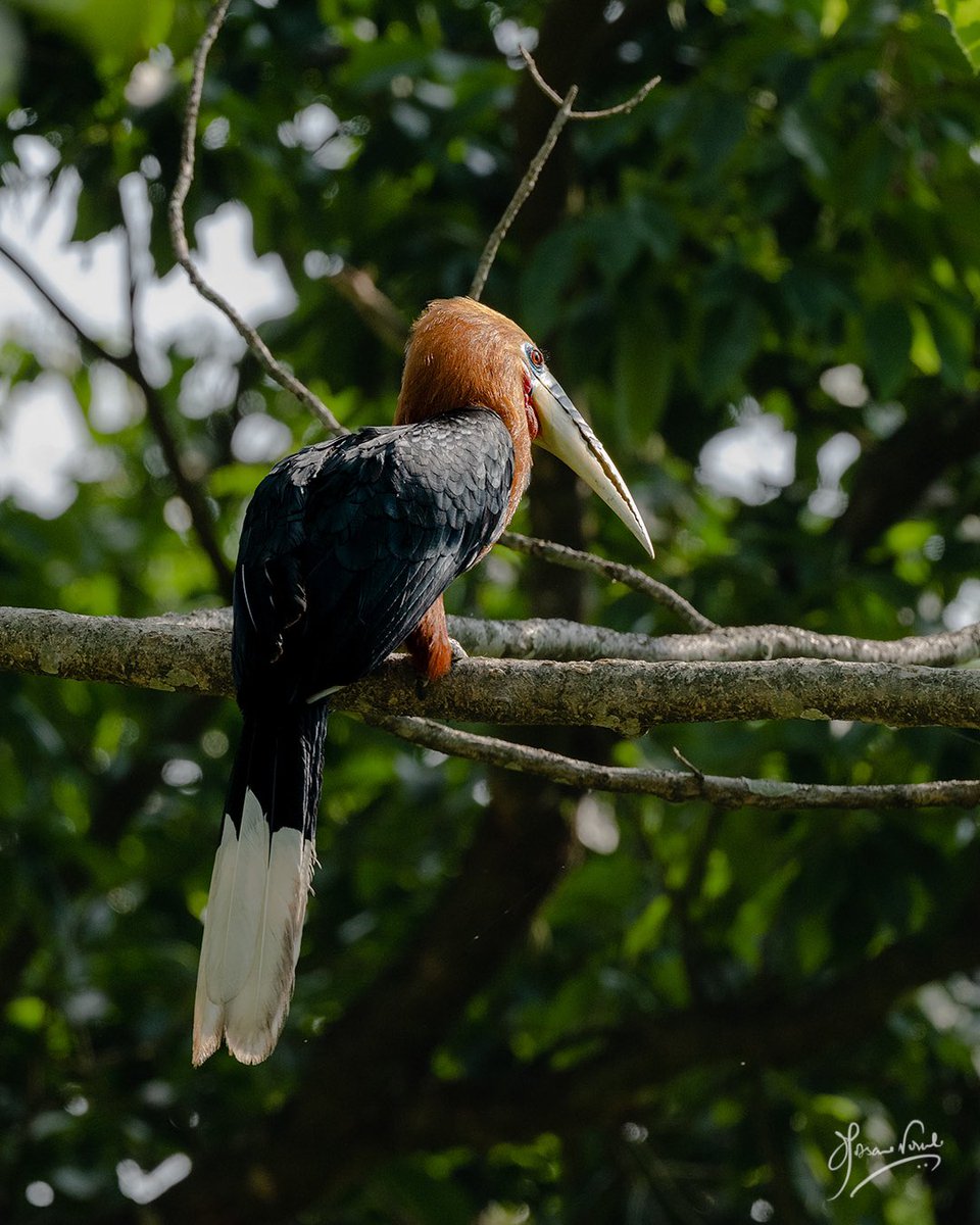 The big and beautiful Rufous-necked Hornbill. The female seals itself in the nest for 3months while the male ensures the female gets food. Dedication!
 #incredibleindia   
#TwitterNatureCommunity #birdwatching #IndiAves #BirdsSeenIn2023 #avibase
@DiscoverMag
@todaysbirdWas
