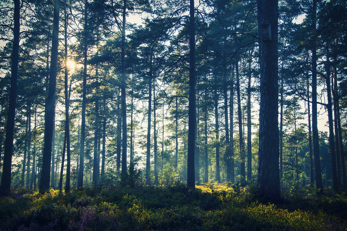 The Sounds of Trees 🌿
#photography #photographer #photographybloggers #photooftheday #nature #naturephotos #NaturePhotography #NatureBeauty #trekking #hiking #hikingadventures #BeautifulWorld #Travel #travelphotography #explore #beautiful #hike #naturelovers #Sweden #SWEDEN500