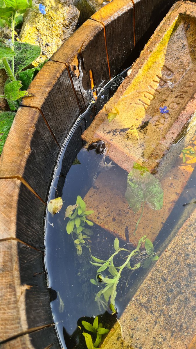 I am very happy to announce that we have a frog in the 1-month-old barrel pond 🥳 full disclosure we used to see this exact frog in the main pond, but he's moved over and owns this new watery hole! #justaddwater #builditandtheywillcome