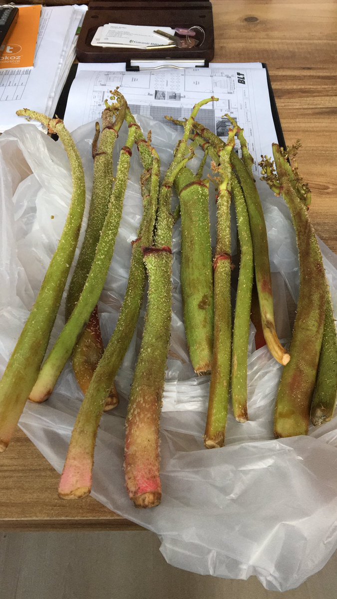 SevgetullahB's tweet image. Vazgeçilmezim…
#ışkın 
#rıbês #kürtmuzu