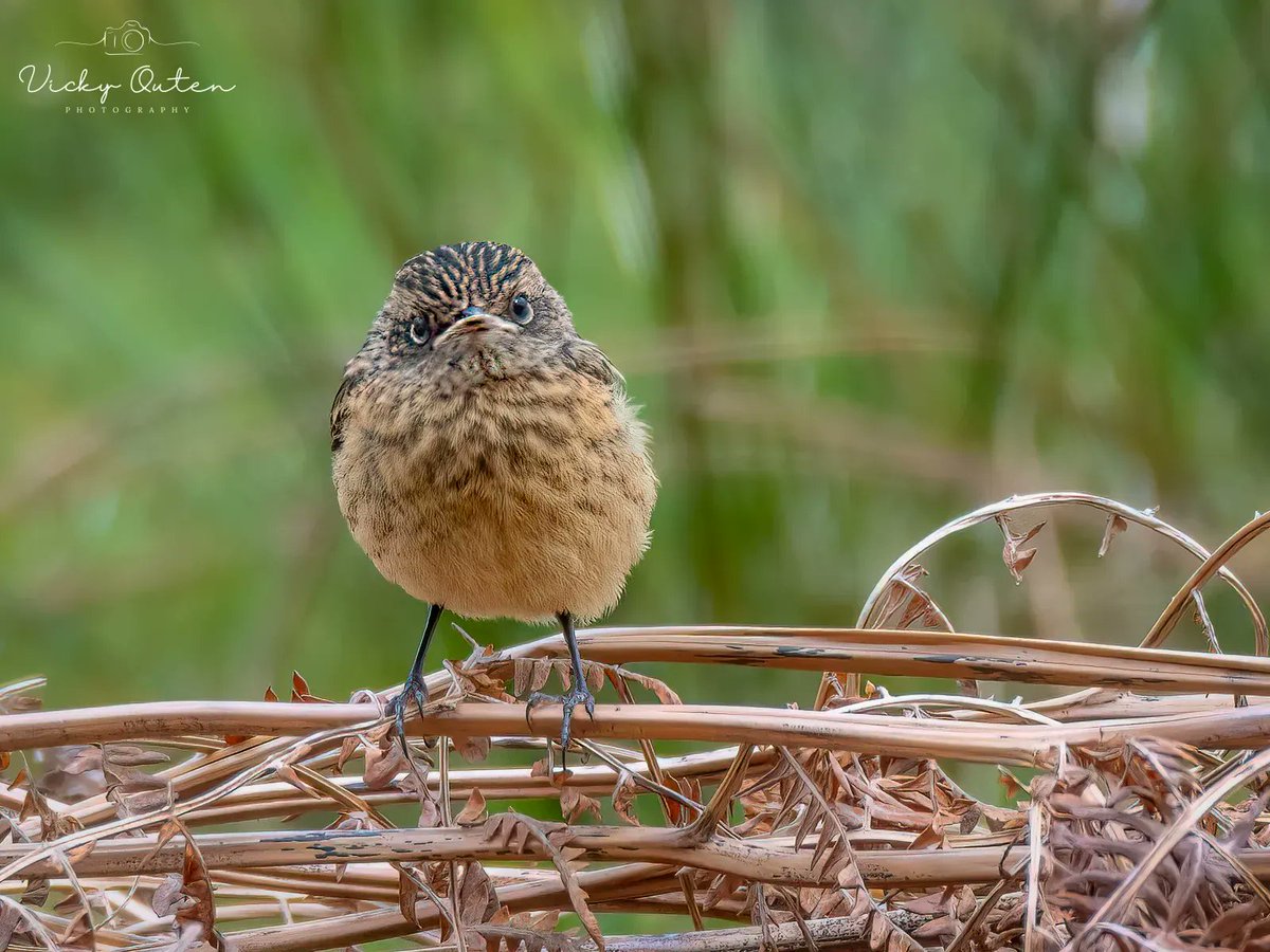 vickyoutenphoto's tweet photo. Juvenile stonechat

https://t.co/sYNX75nTBc

#wildlife #TwitterNatureCommunity #jessopsmoment #bbccountryfilemagpotd #BBCWildlifePOTD @BBCSpringwatch @ThePhotoHour @wildlifemag @Natures_Voice @Britnatureguide @Team4Nature @NatureUK #stonechat

https://t.co/sYNX75nTBc https://t.co/qhaFs2yLDN