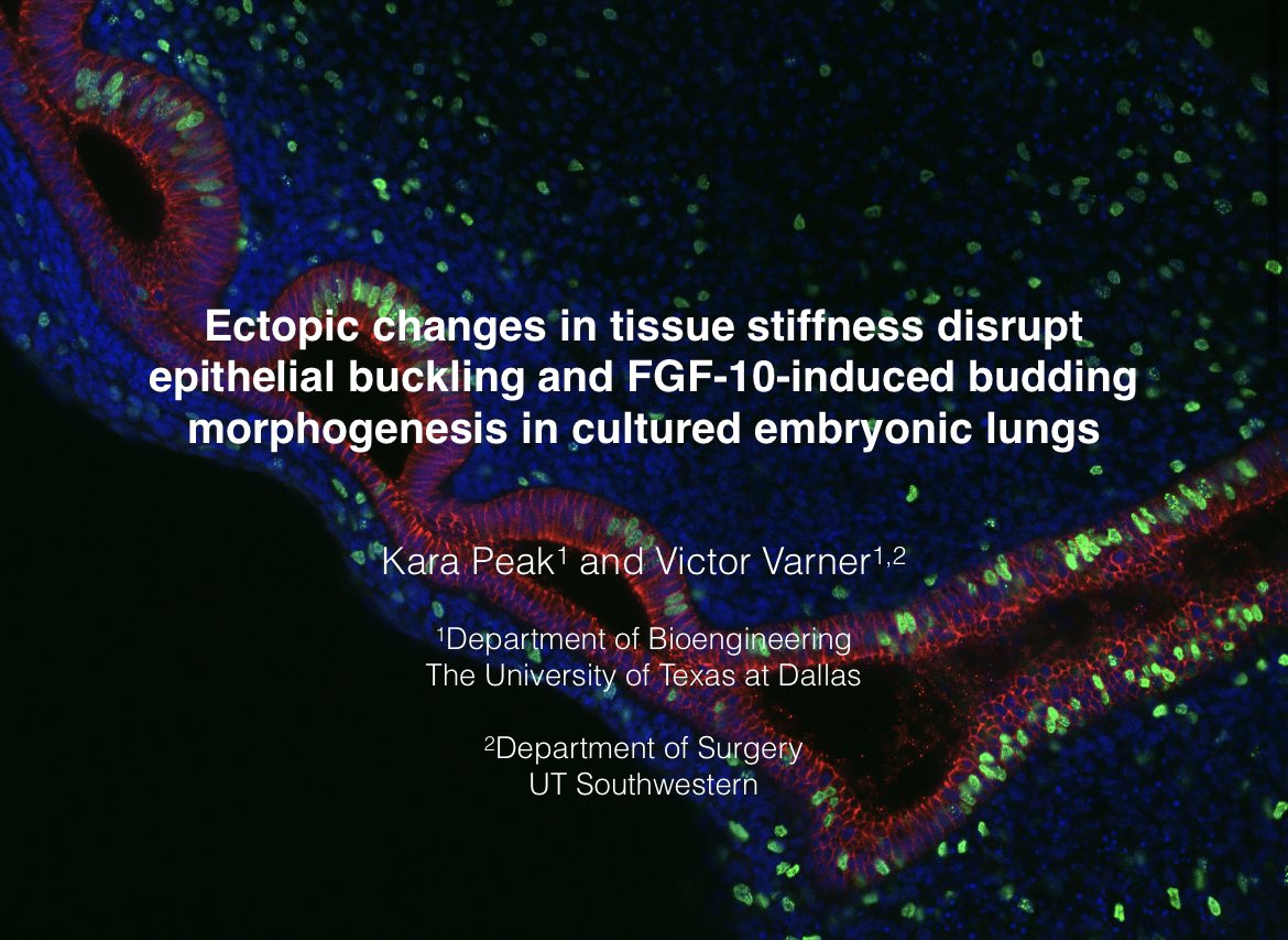 I’m very excited to be presenting my doctoral research as part of the SB3C PhD Student Paper Competition! Stop by on Tuesday during the Morphogenesis, Maternal/Abdominal Health session in Zermatt to hear two <a href="/LabVarner/">Varner Lab</a> presenters - Shelby Mohr-Allen @ 10:30am and me @ 10:45am.