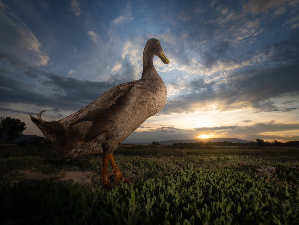DuckFoodBot's tweet photo. will you watch a sunset with me?

(retweet to send a snack https://t.co/bCx4zPeNUf) https://t.co/IRo4qGzATa