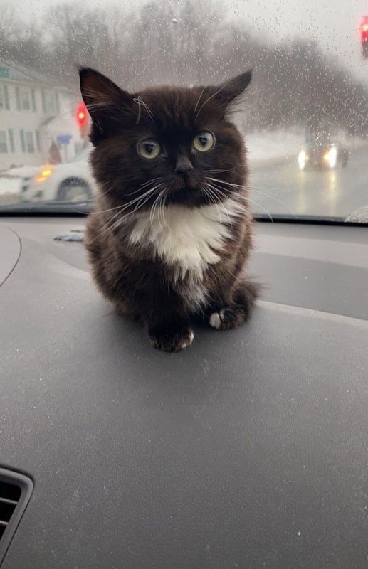 dashboard decoration