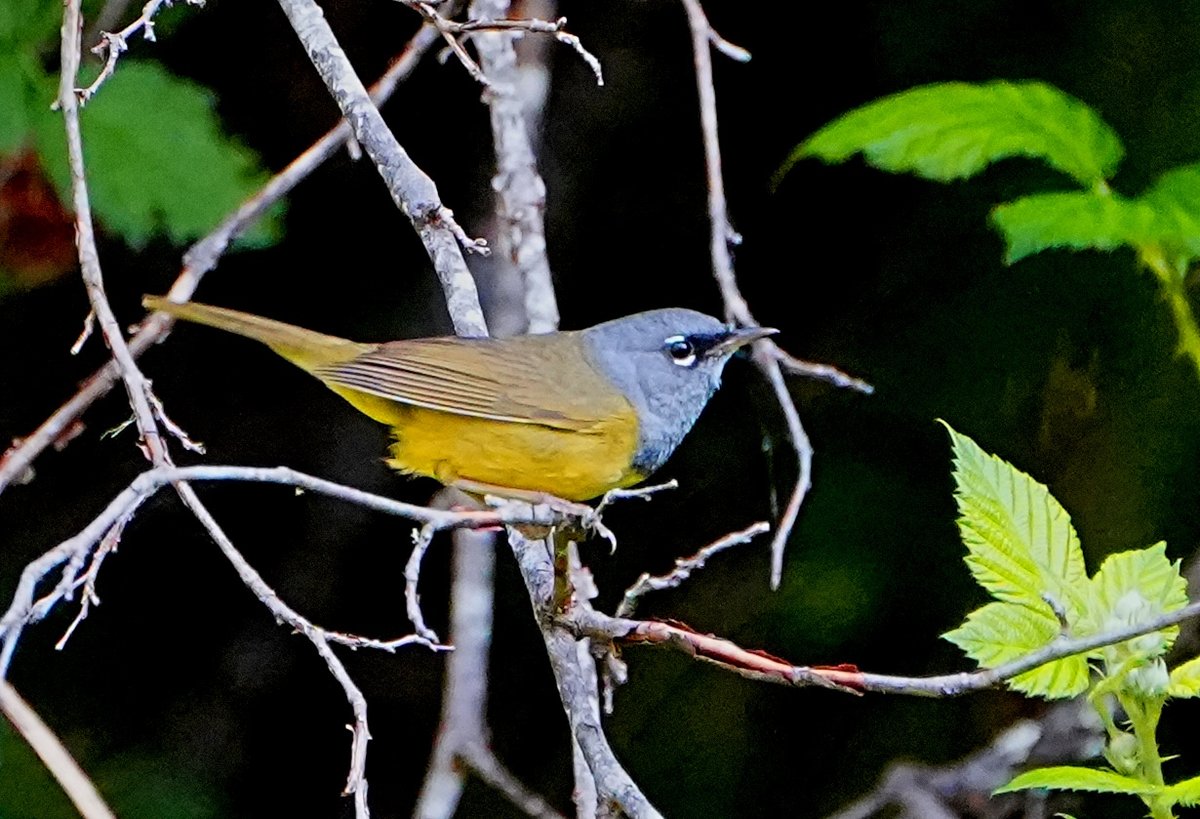 One antidote for 'warbler neck' is the low shrub-loving MacGillivray's Warbler. Usuallly a skulker, this one showed himself nicely but refused to get close enough for anything but an ovver-cropped shot. @craig_faanes