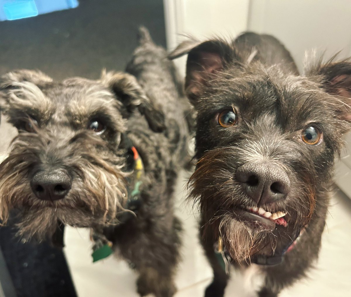 We, the undersigned, hereby believe we are deserving of a piece of that apple and kindly request it be distributed evenly among us at your earliest convenience. All questions may be directed to our legal team. 🐾