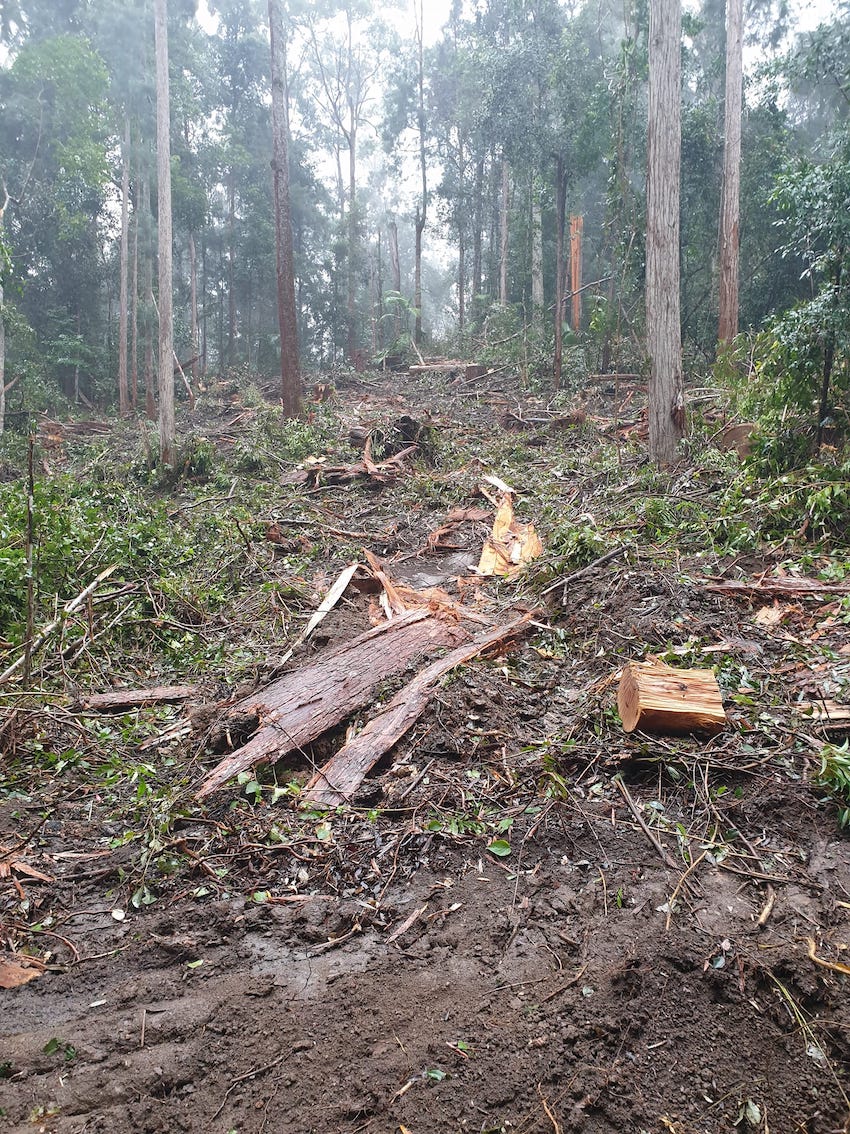 AFCA_Forests's tweet image. This is happening in Orara East state forest right now, in the middle of the proposed Great Koala National Park!
Destruction of Coastal Rainforest #climaterefugia  Canopy loss will be replaced by impenetrable #lantana invasion. So distressing! #stopnativelogging 
📷 4 June 2023