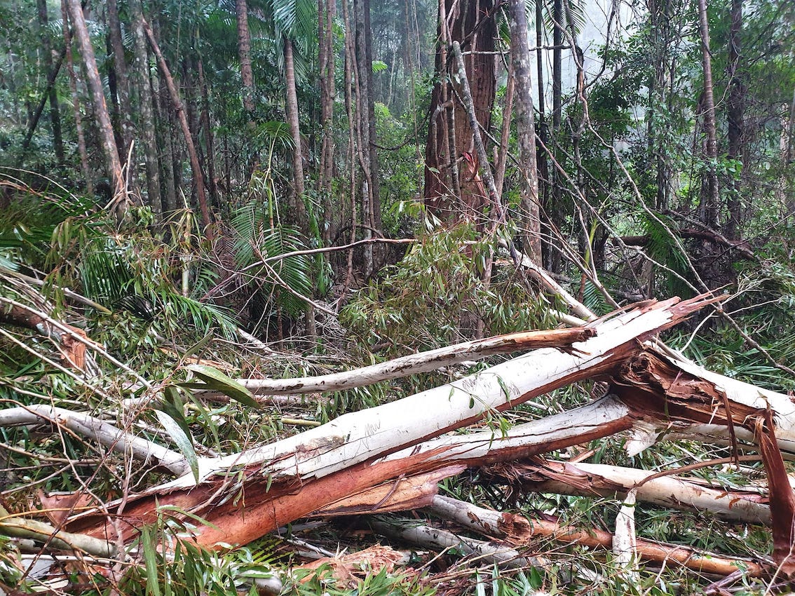 AFCA_Forests's tweet image. This is happening in Orara East state forest right now, in the middle of the proposed Great Koala National Park!
Destruction of Coastal Rainforest #climaterefugia  Canopy loss will be replaced by impenetrable #lantana invasion. So distressing! #stopnativelogging 
📷 4 June 2023